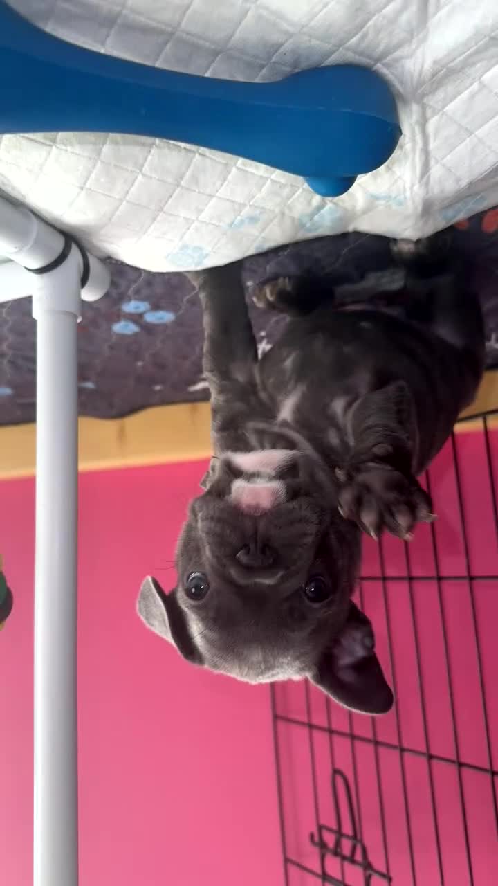 French Bulldog dogs for sale: 5 female French Bulldog –9 weeks old💙 🐾 - Video 5