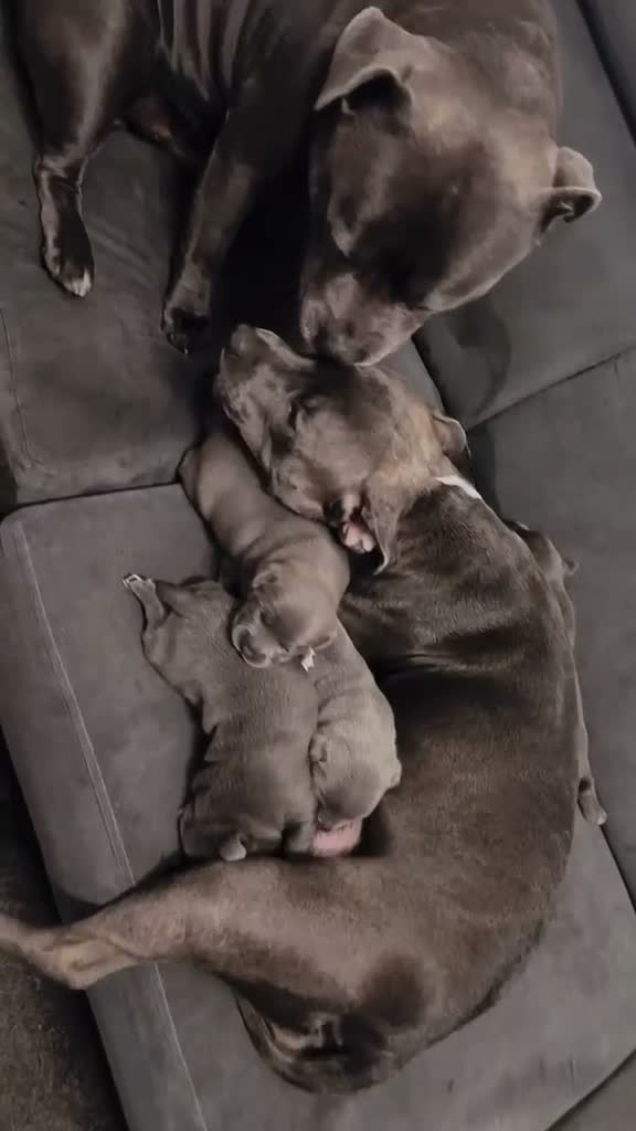 Staffordshire Bull Terrier dogs for sale: Staffordshire Bull Terrier Pups - 4 Gorgeous Pups in Spalding - Video 2