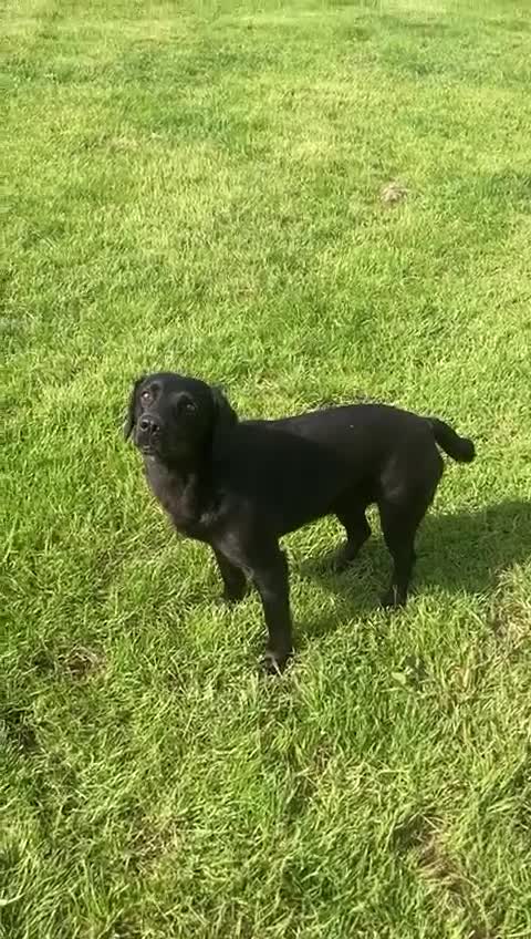 Cockerdor dogs for sale: Outstanding working gun puppies  - Video 1