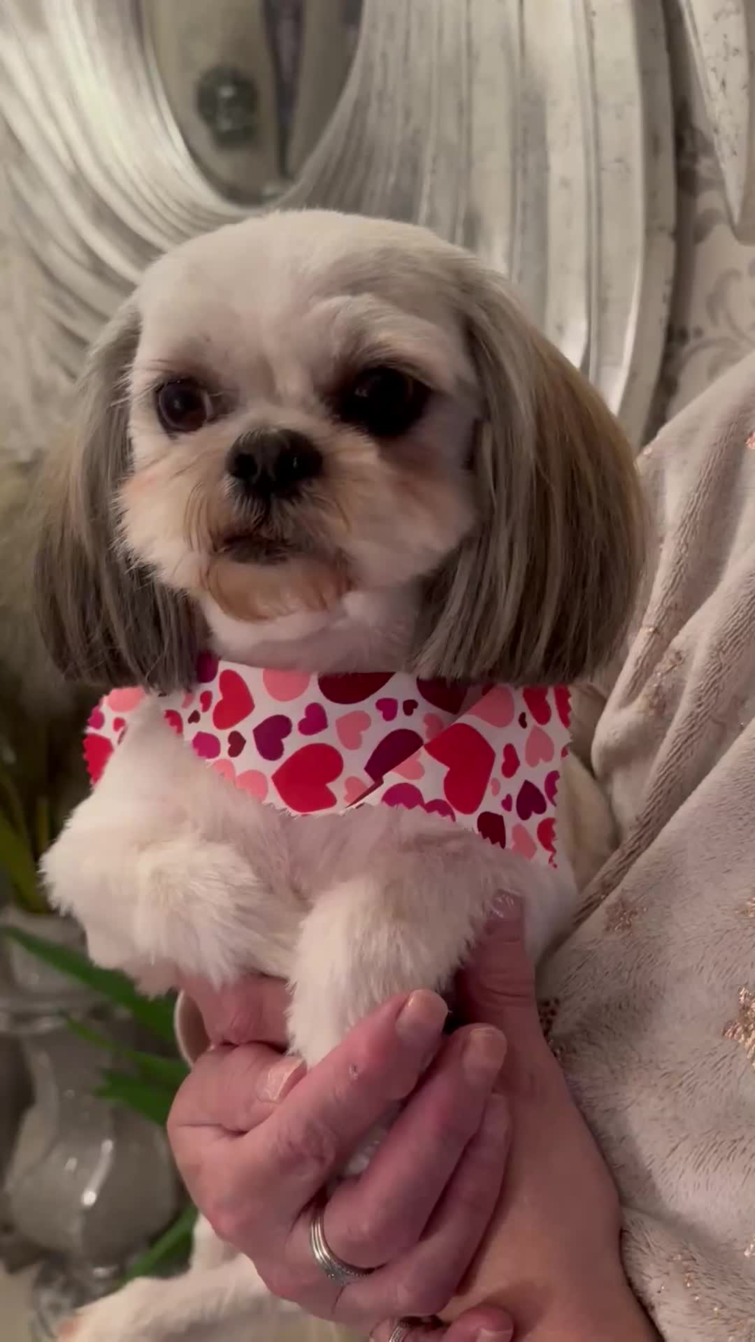 Shih Tzu dogs for stud: KC REG TINY STUD BOY  - Video 1