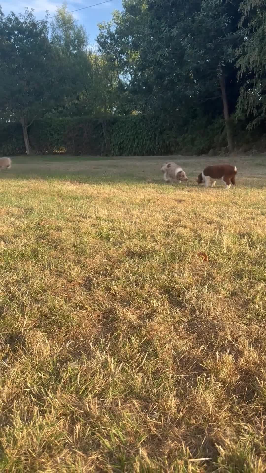 Sprollie dogs for sale: Stunning Sprollie Pups  in Stafford - Video 2