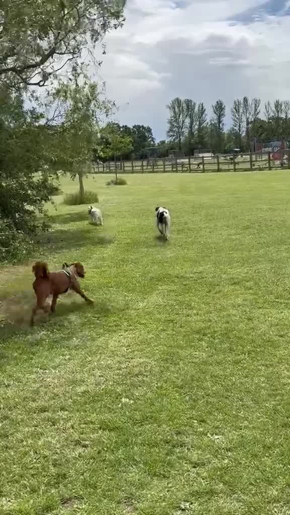 Pointer dogs for sale: Rufus: A Youthful 9-Year-Old English Pointer  - Video 1