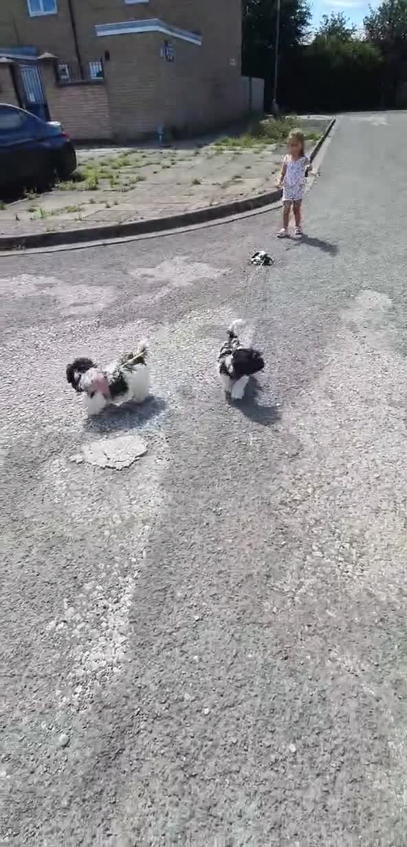 Havanese dogs for sale: 9,2 left!Purebred Havanese Full vaccinated,chipped - Video 1