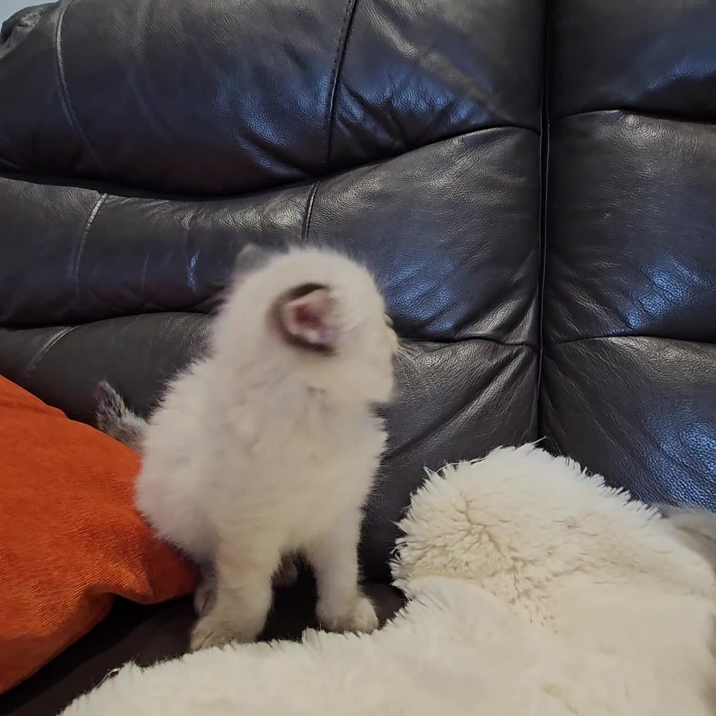 Ragdoll cats for sale: Stunning ragdoll kittens  - Video 1