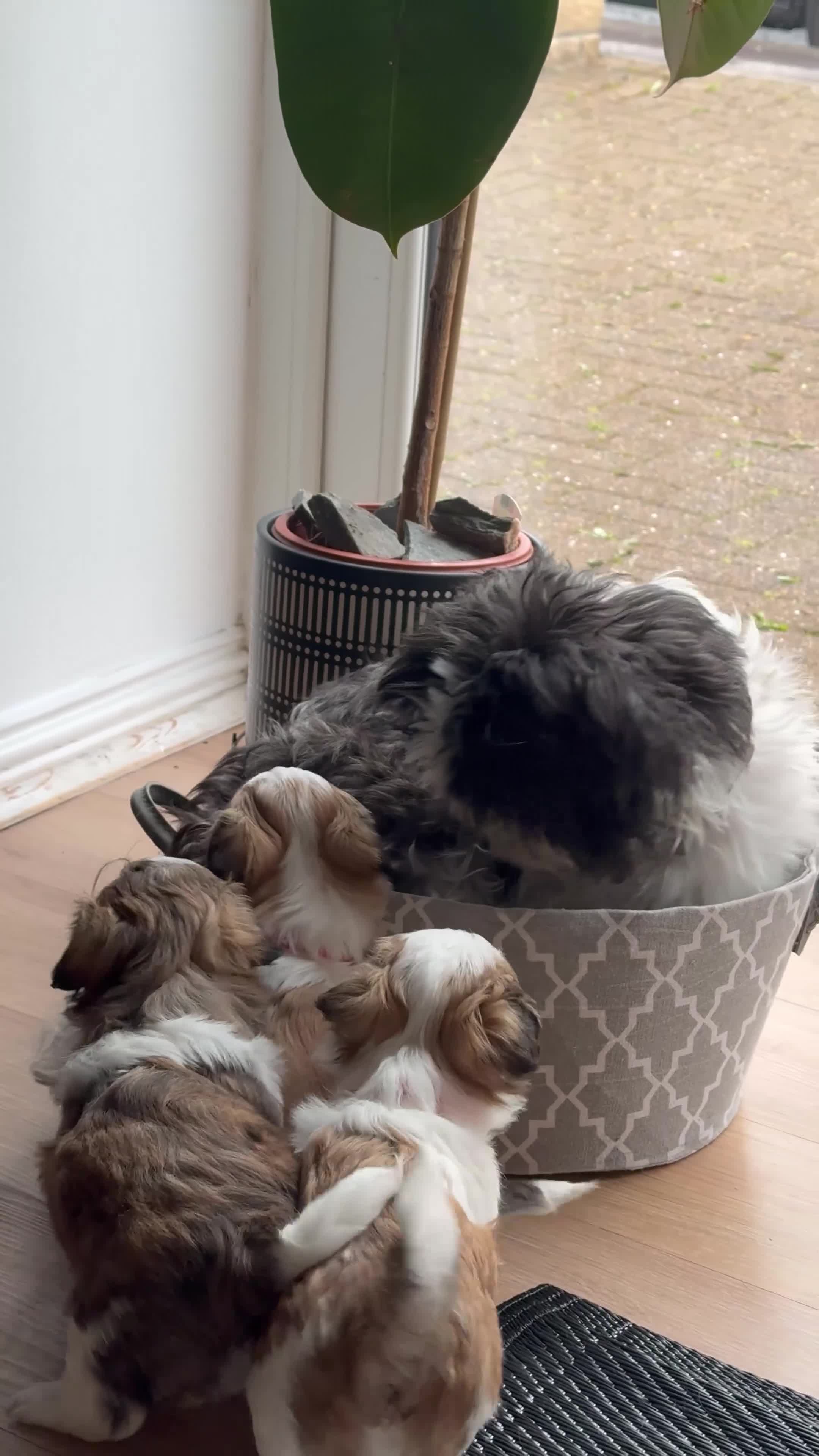 Malshi dogs for sale: 🐾❤️ ADORABLE MALSHI PUPPIES! ❤️🐾 - Video 3