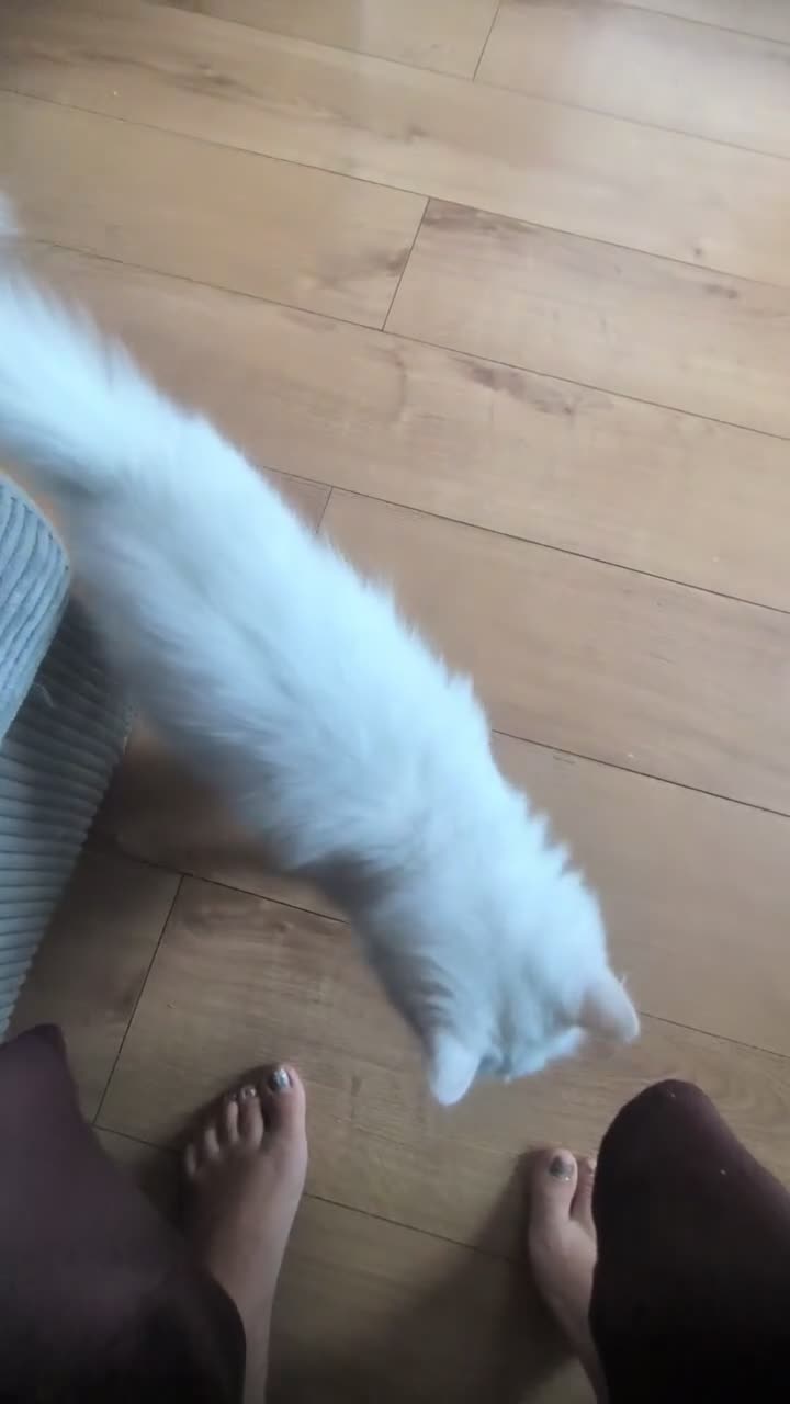 Persian cats for sale: Beautiful silver tipped Chinchilla Persian in Pontefract - Video 1