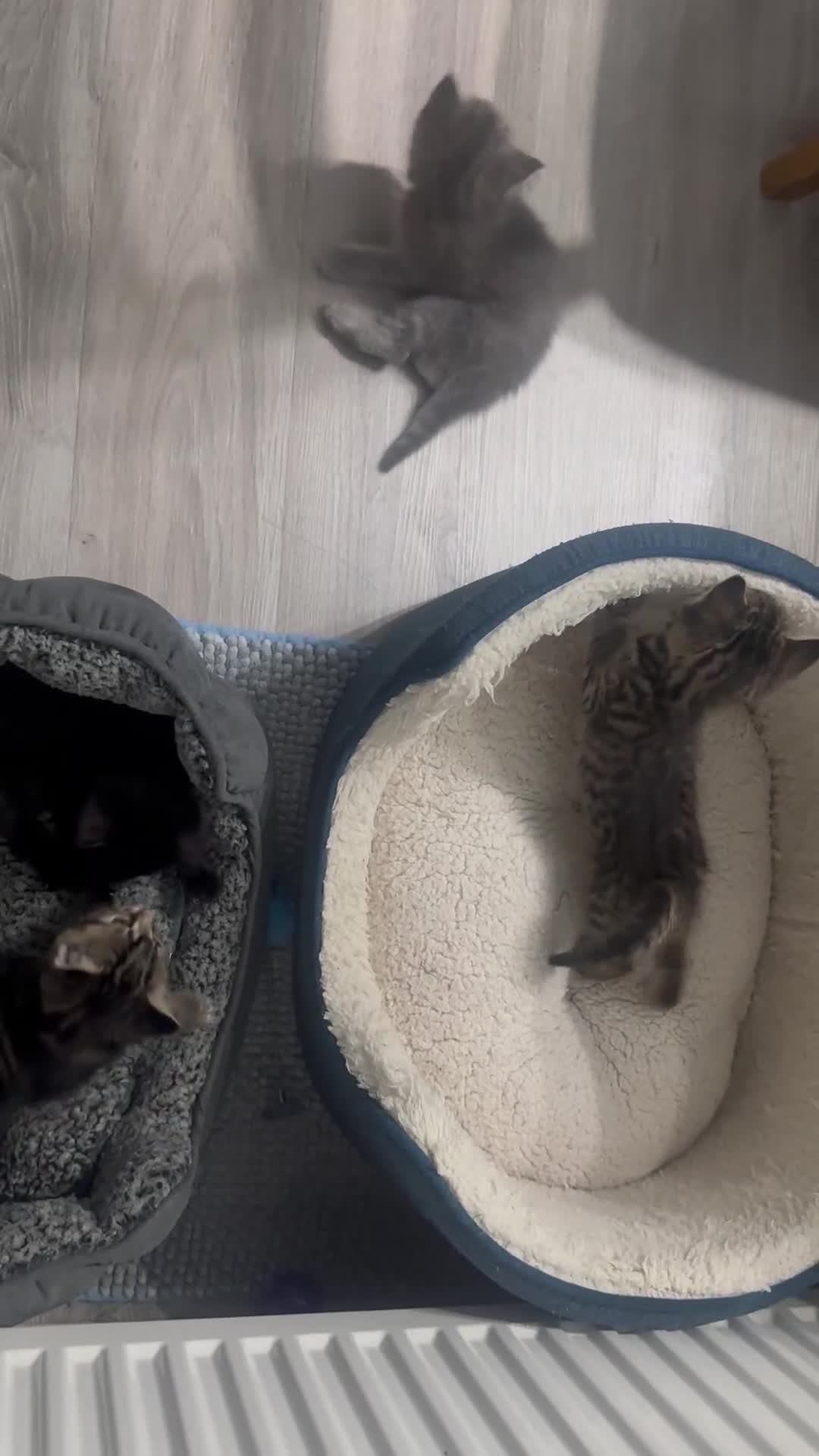 British Shorthair cats for sale: Adorable 2MonthOld Kittens Looking for LovingHomes - Video 1
