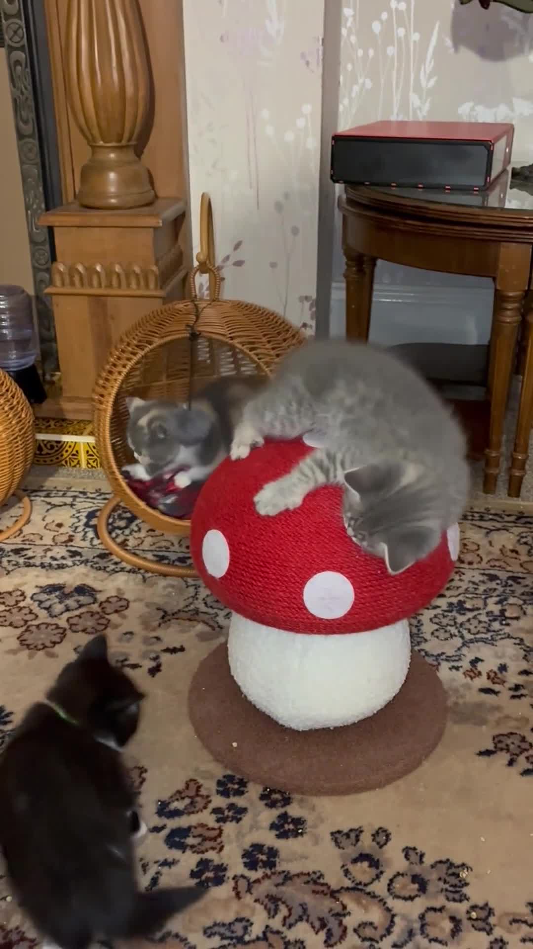 Scottish Fold cats for sale: SALE SALE! Pure bred Scottish Fold Kittens - Video 1