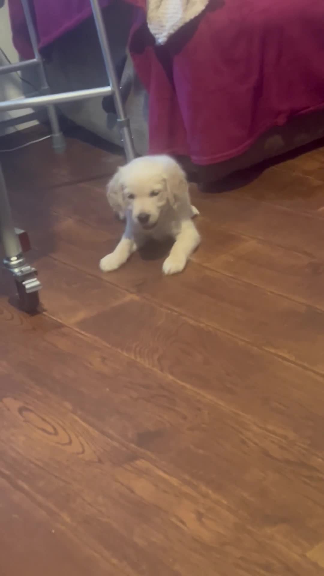 Golden Retriever dogs for sale: Beautiful Home Raised Golden Retriever Puppies - Video 1