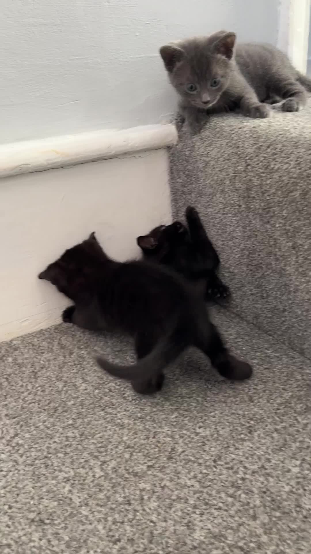 Bombay cats for sale: Bombay Cat - Video 1