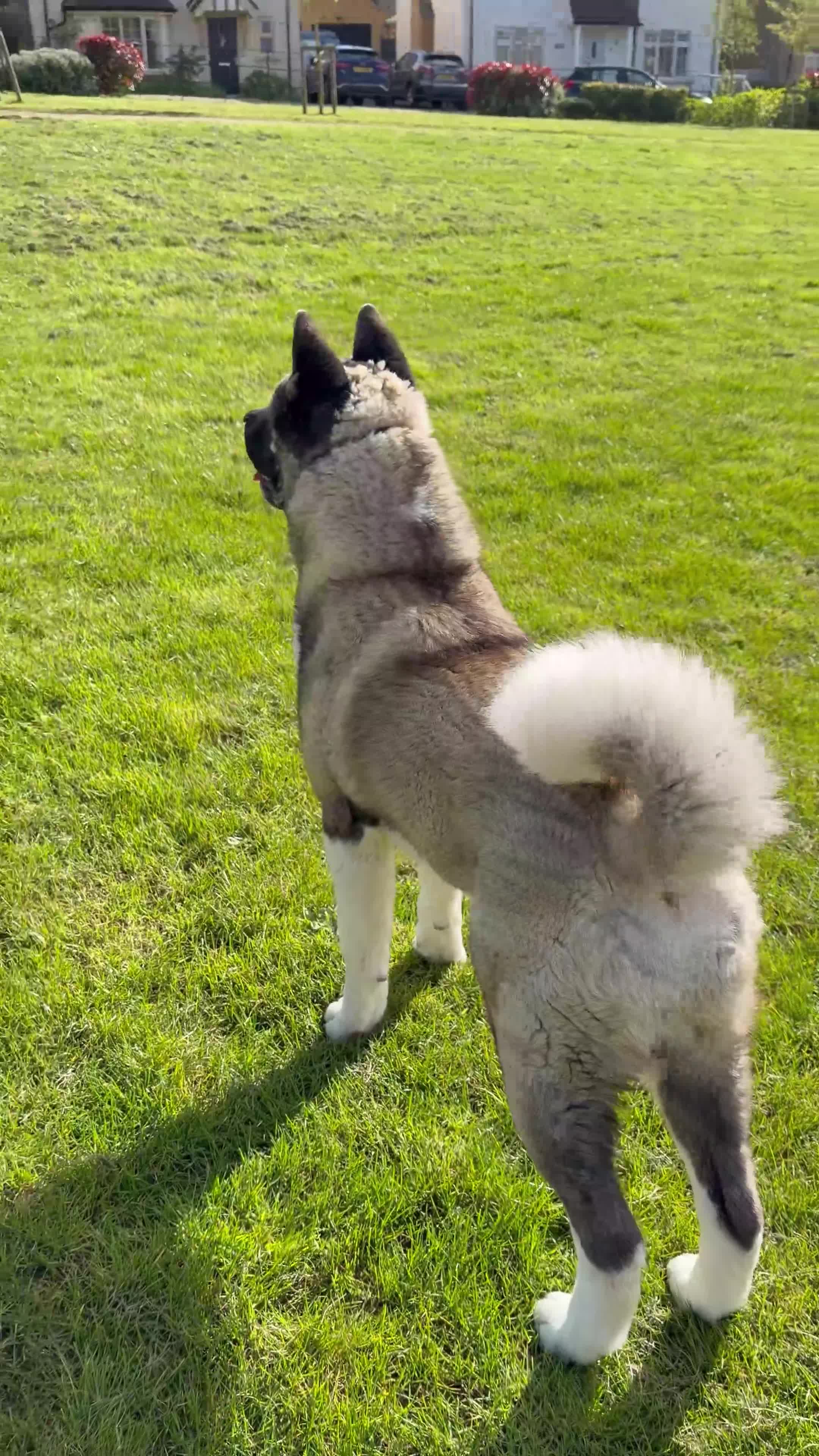 Akita dogs for sale: KC Reg American Akita puppies - Video 1