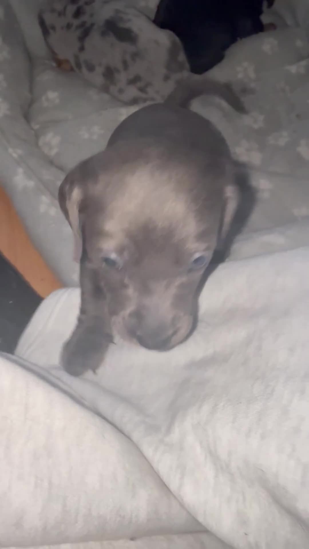 Miniature Dachshund dogs for sale: Last 2 pups 🩵🩷 - Video 1