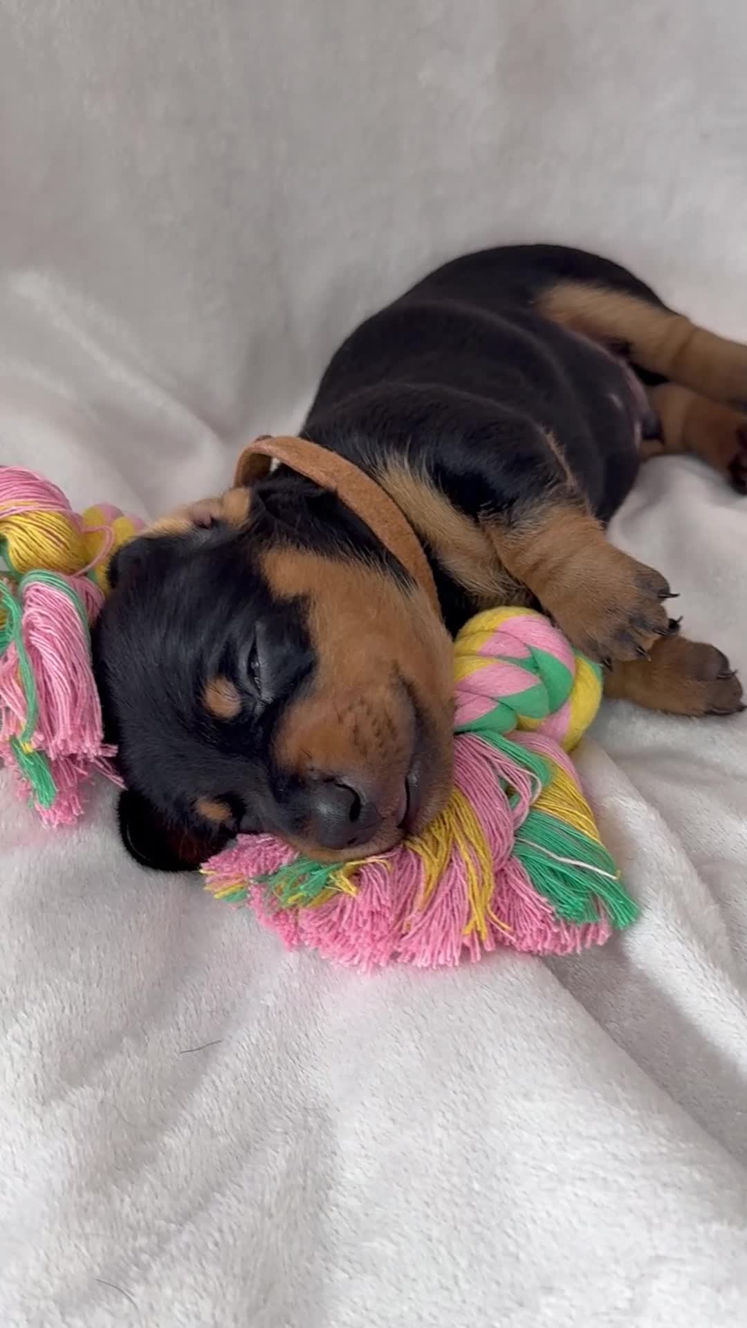 Miniature Dachshund dogs for sale: The Custest KC Miniature Dachshunds - Video 3