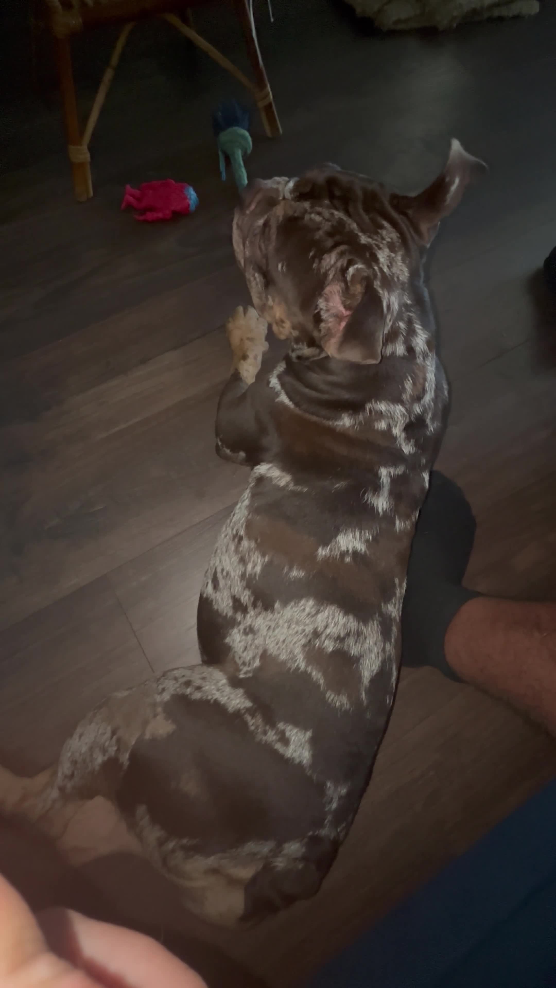 English Bulldog dogs for sale: Rebel  - Video 1