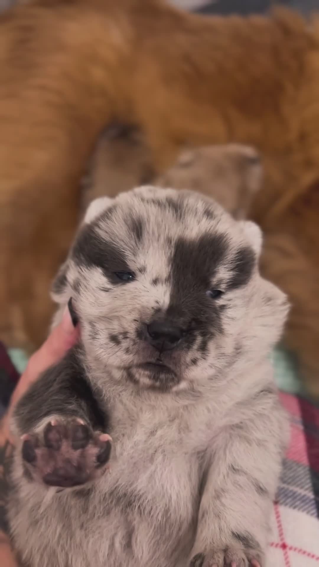 Chow Chow dogs for sale: Merle & blue bear faced Teddy chow chow puppies  - Video 1