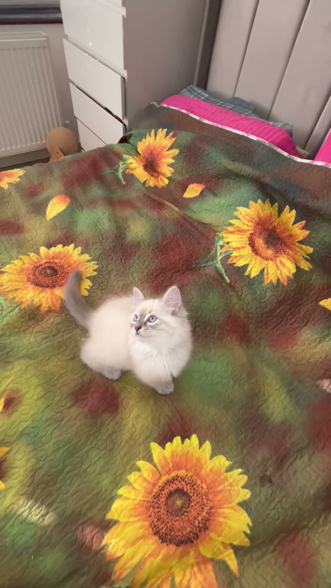 Siberian cats for sale: ❤️6 Beautiful Neva Masquerade x Ragdoll Kittens ❤️ - Video 3