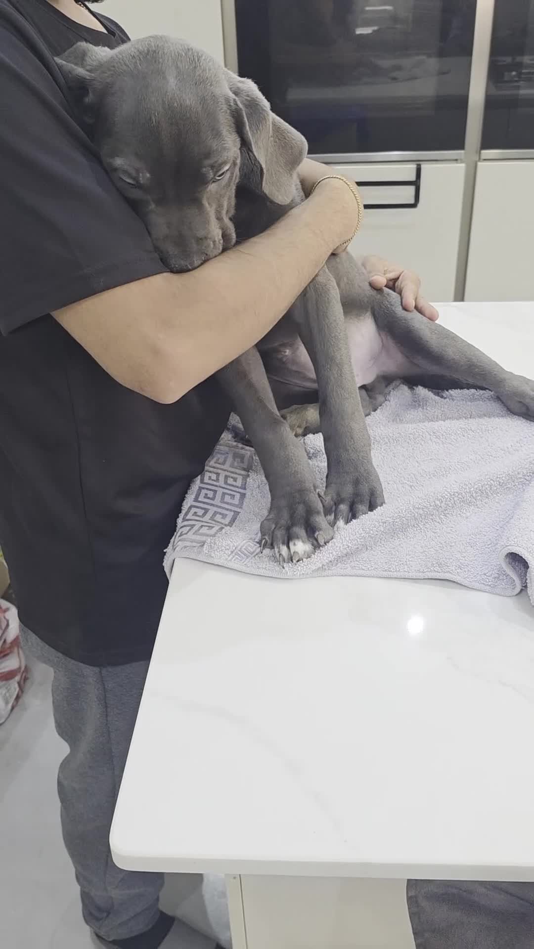 Cane Corso dogs for sale: Cane Corso Puppies - Video 2