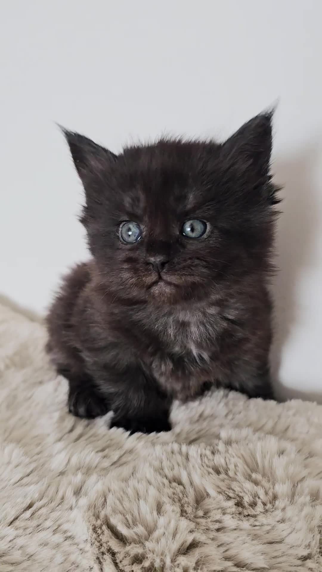 Maine Coon cats for sale: Maine Coon kittens looking for loving homes 🐾 - Video 1