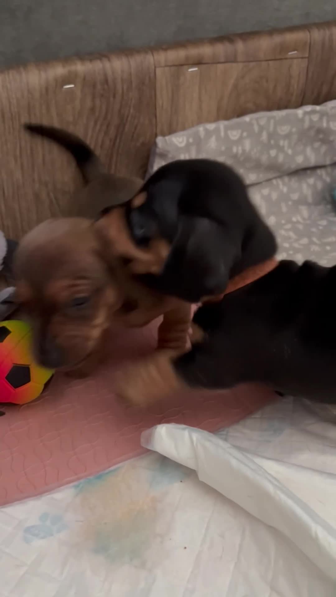 Miniature Dachshund dogs for sale: 2 miniature Black and Tan Dachshund short haired - Video 1