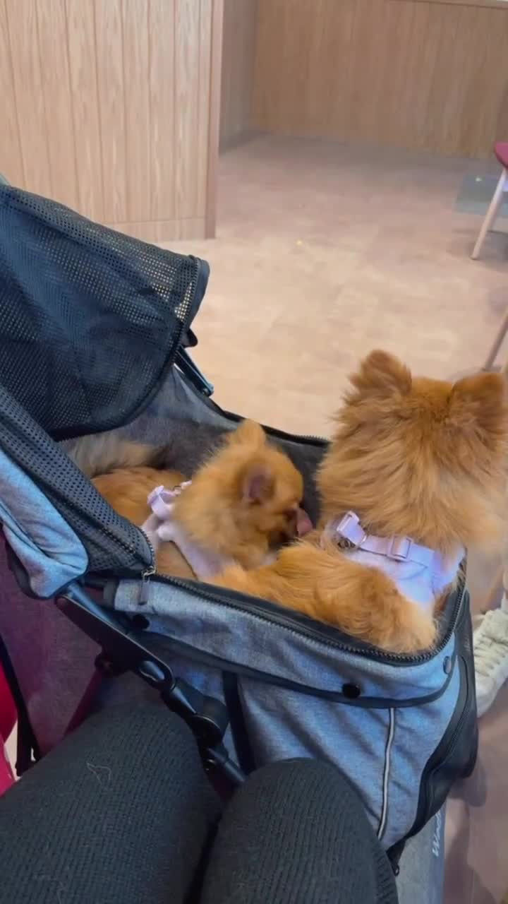 Pomeranian dogs for sale: 🐾 Adorable 7-Month-Old Pomeranian Girl – Lusy 🐾 - Video 1