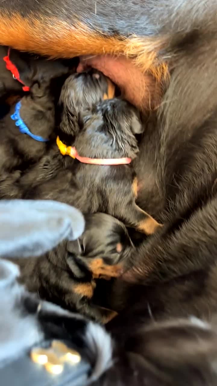 Rottweiler dogs for sale: Rottweiler puppies  in Nottingham - Video 1