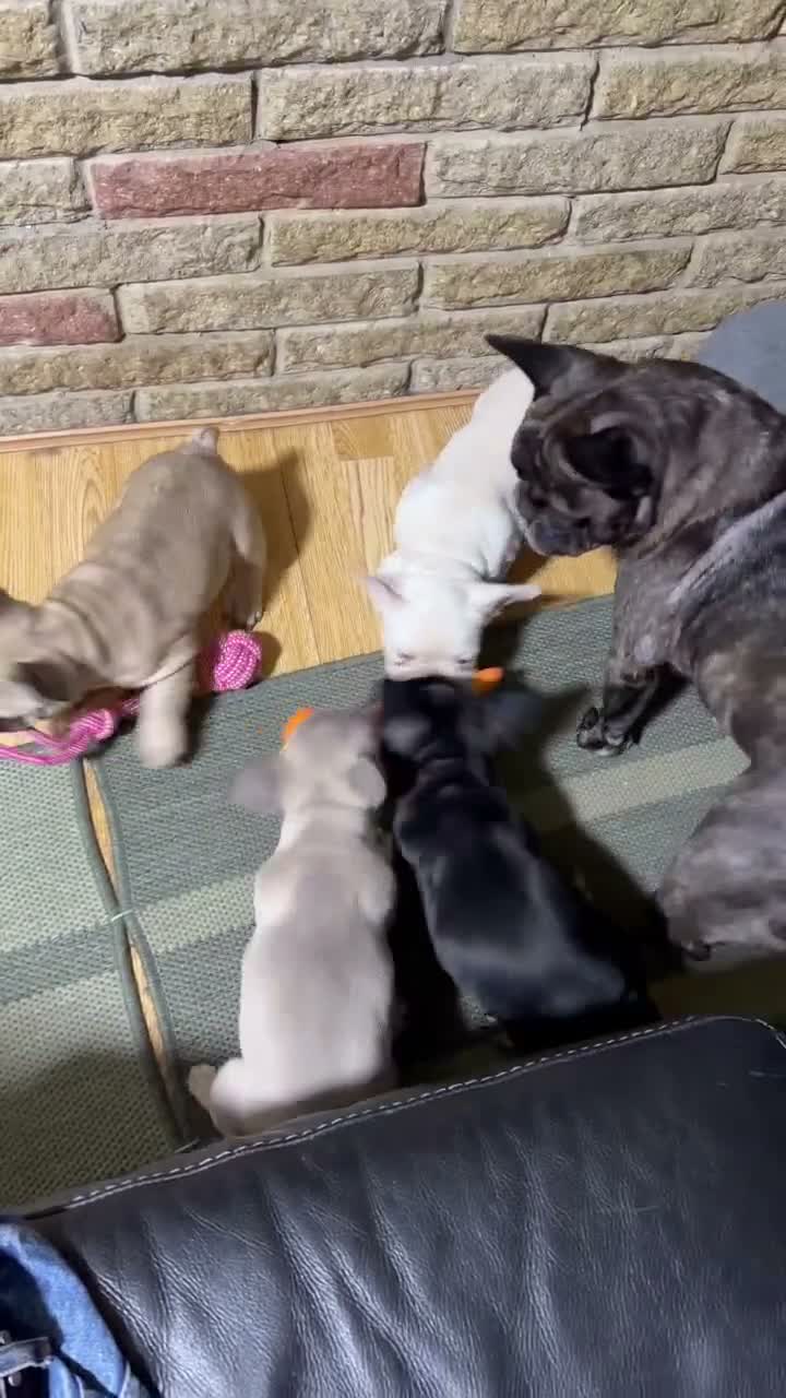 French Bulldog dogs for sale: Beautiful French Bulldog puppies  - Video 2