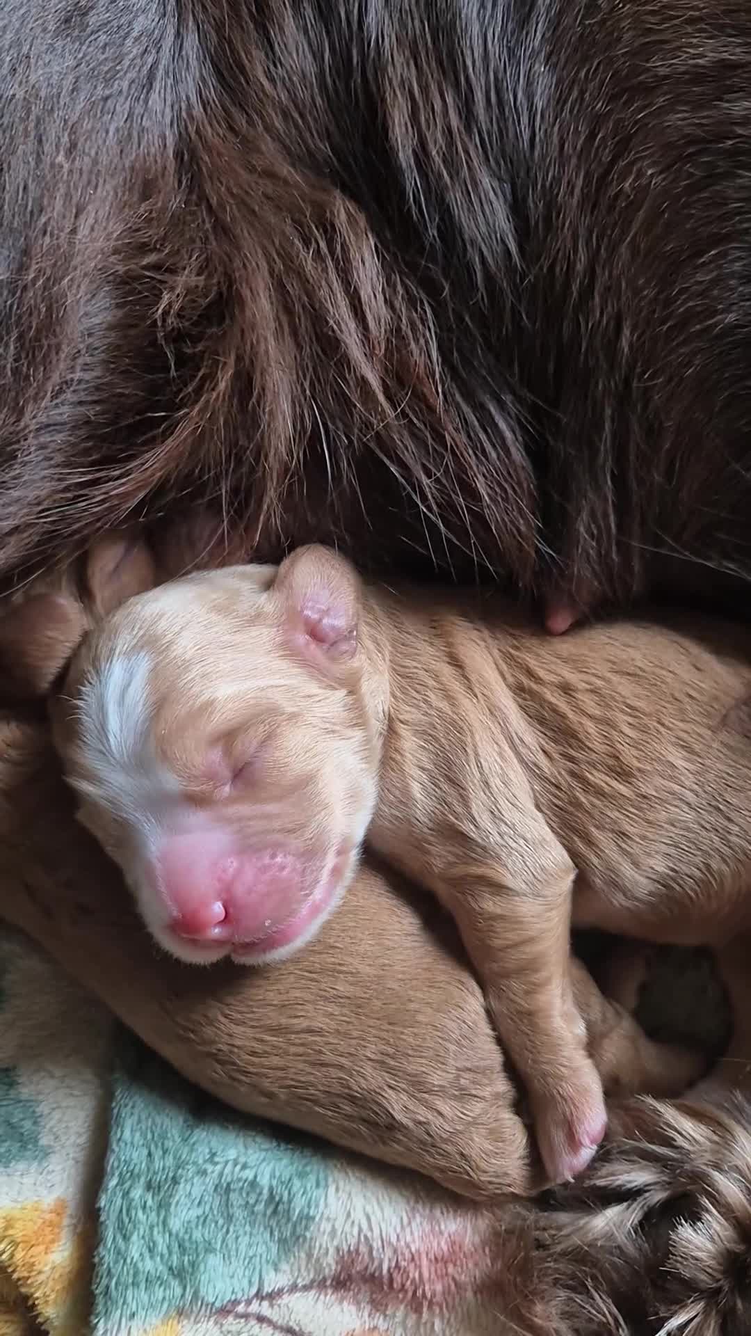 Cockapoo dogs for sale: Beautiful fb1 cockerpoos - Video 1