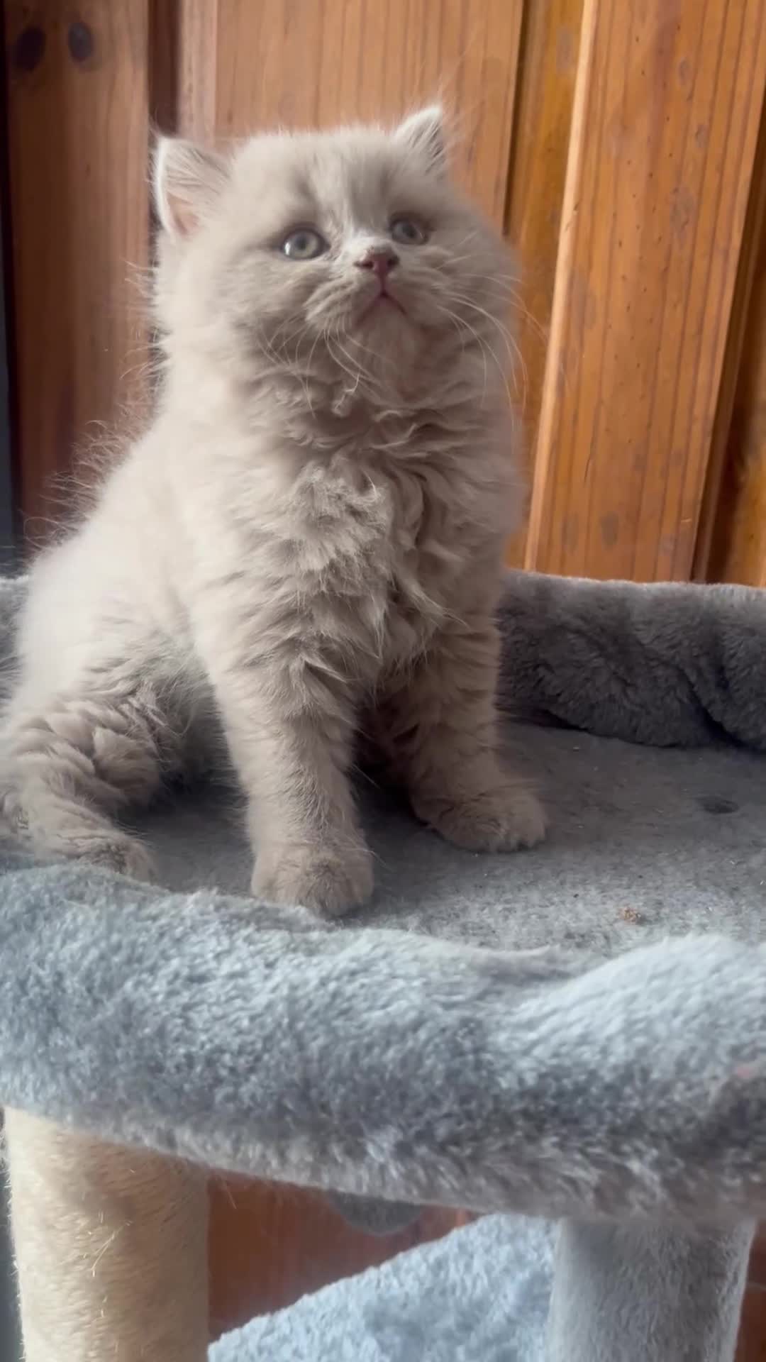 British Shorthair cats for sale: 2 lilac BSH Boys READY THIS WEEK - Video 1