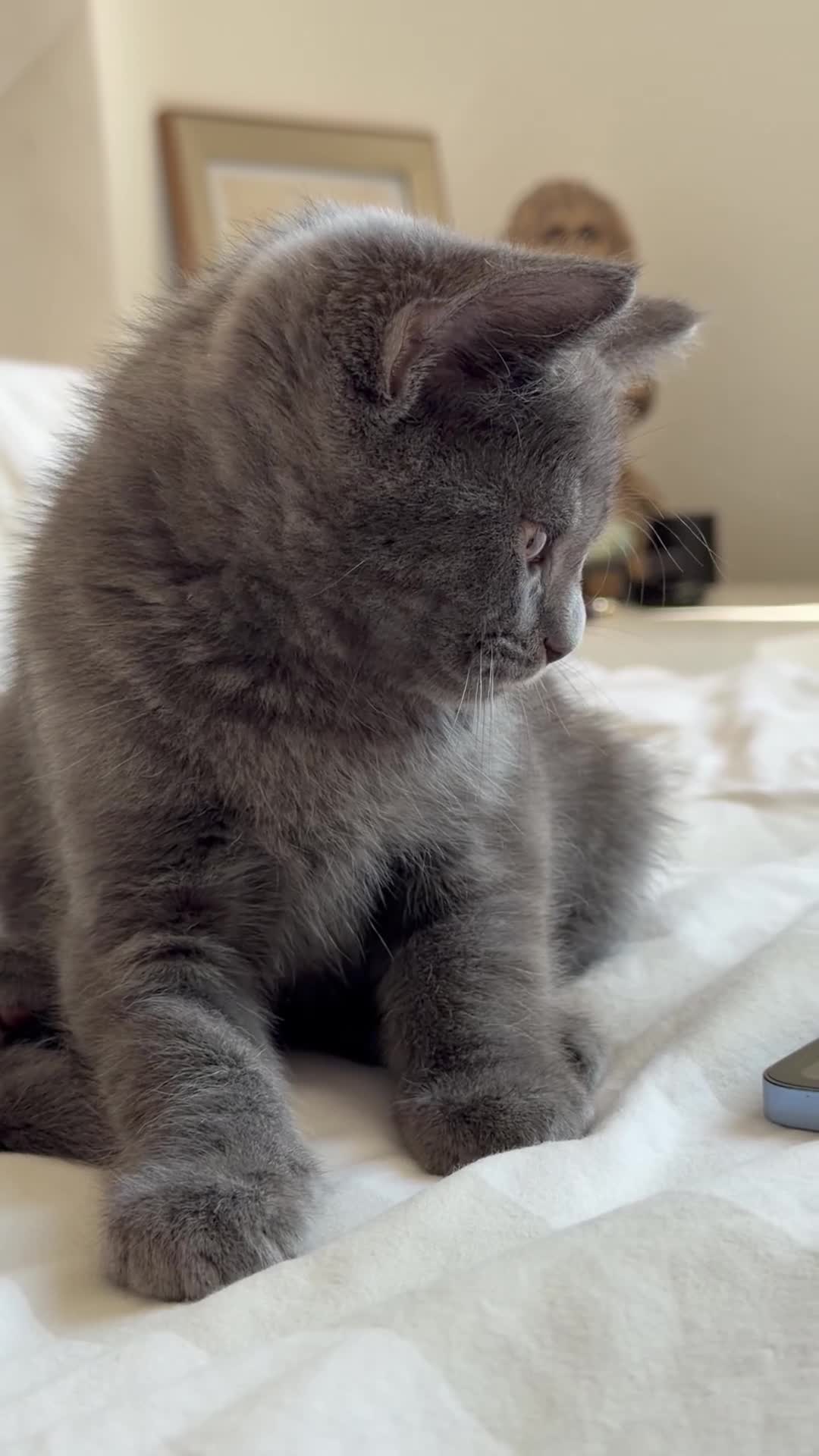 British Shorthair cats for sale: 2 British shorthair kittens!  - Video 1
