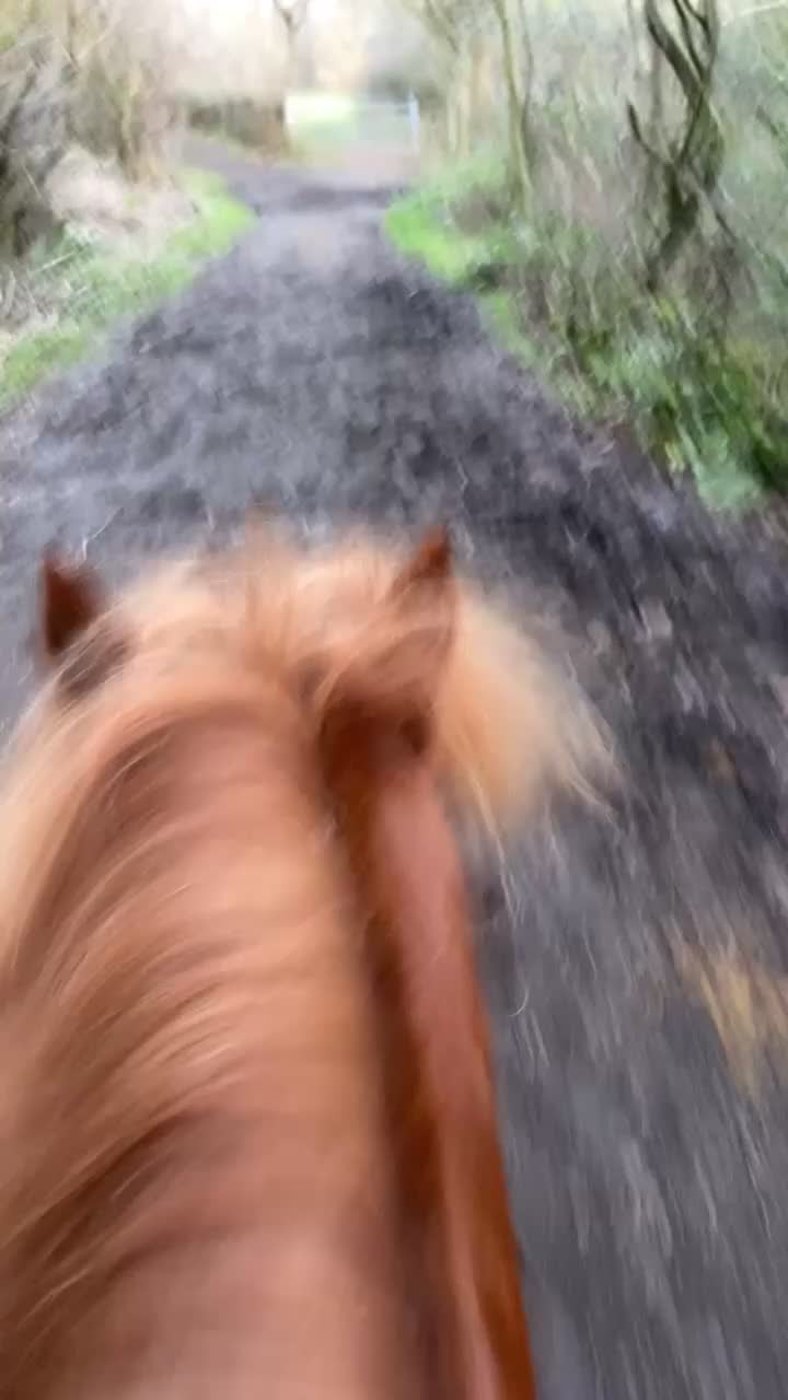 Welsh Section A horses for sale: Pony looking for new home  - Video 1