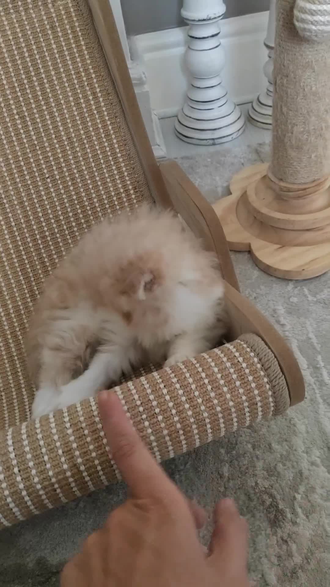 Persian cats for sale: Pure Persian Exotic Kittens/ last one girl  - Video 3