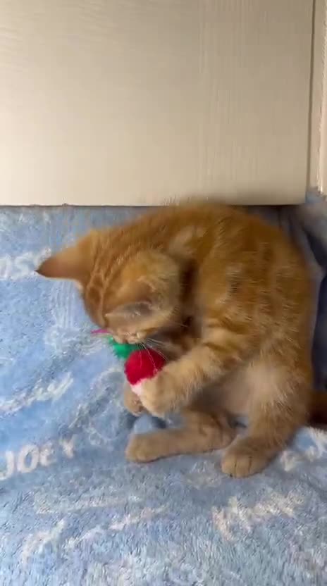 Mixed Breed cats for sale: 3 Lovely Kittens - Video 3