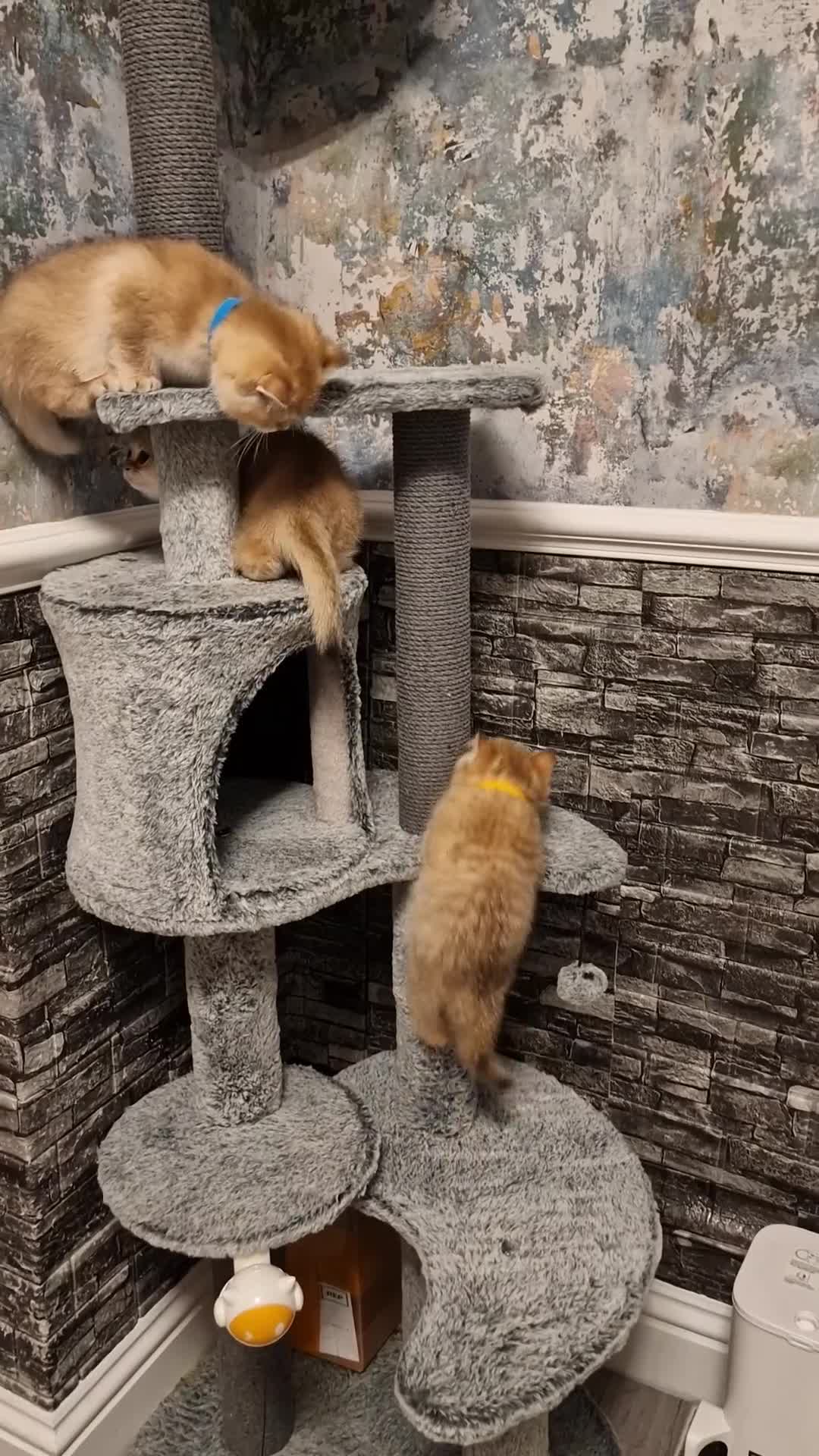 British Shorthair cats for sale: Stunning British shorthair Golden Chinchilla - Video 4