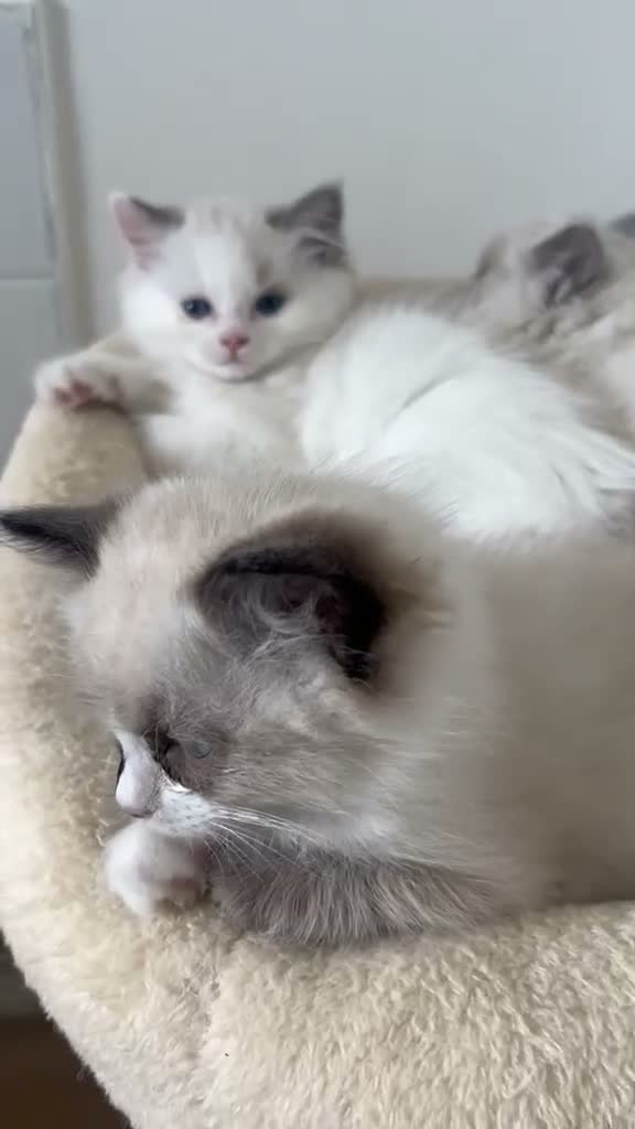 Ragdoll cats for sale: Beautiful RagDoll Kittens  - Video 1