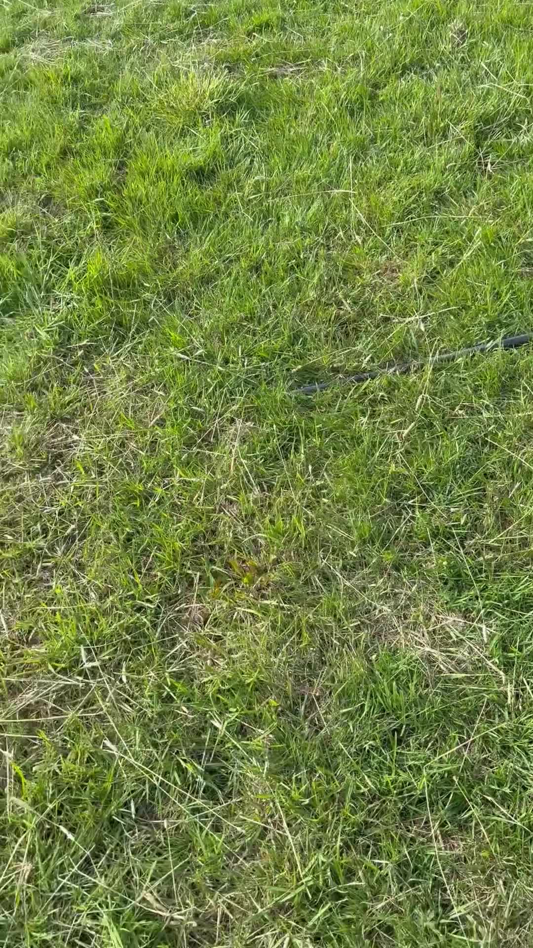 Cocker Spaniel dogs for sale: FTCH CHAMPION WORKING COCKERS  in Nottingham - Video 2