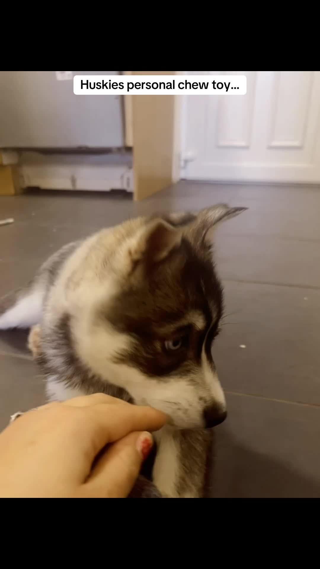 Siberian Husky dogs for sale: Stunning Husky Puppies - Video 2