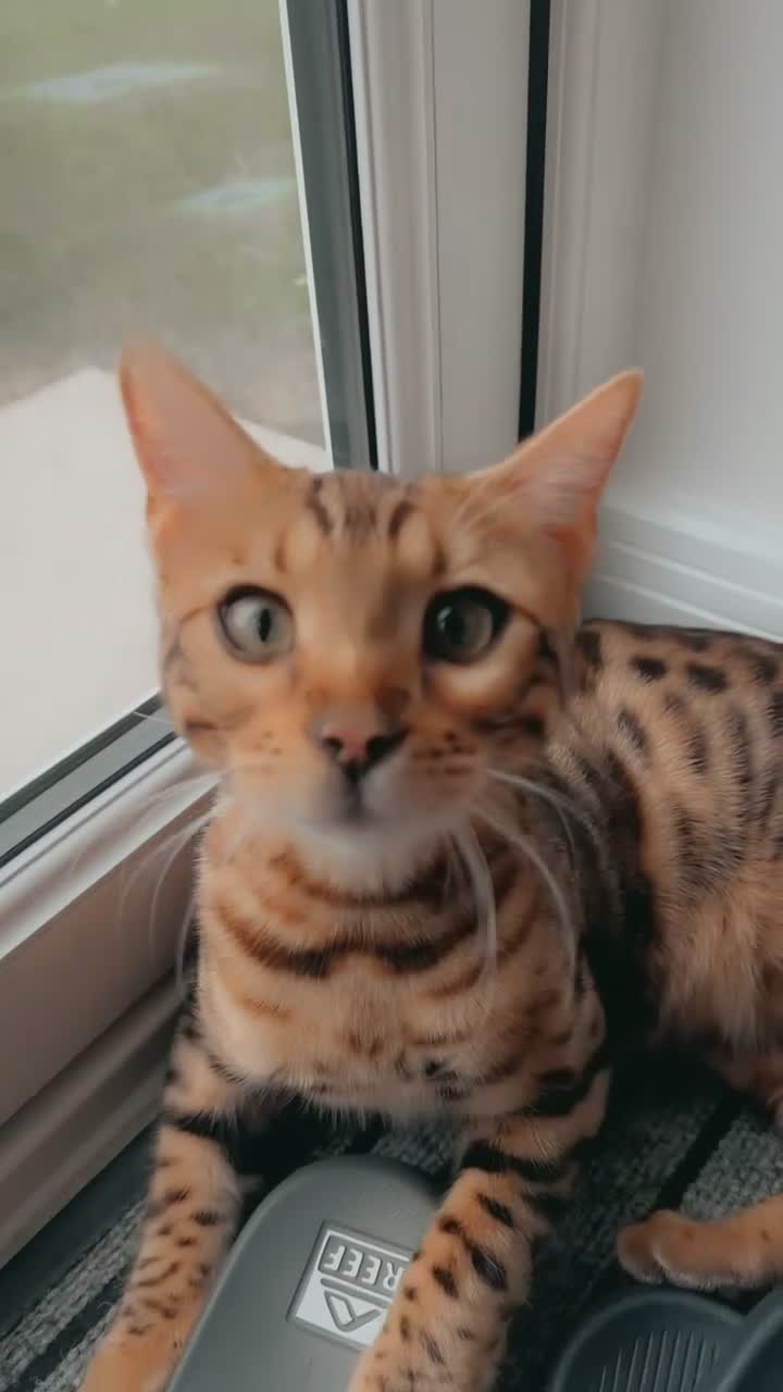 Bengal cats for sale: Pure bengal boy  - Video 1
