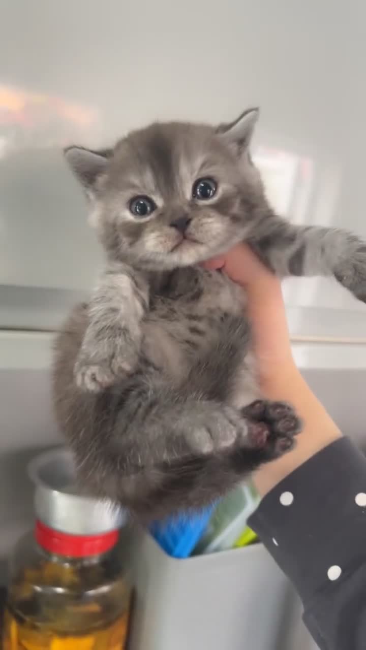 British Shorthair cats for sale: Rare silver smoked British shorthair kitten - Video 2