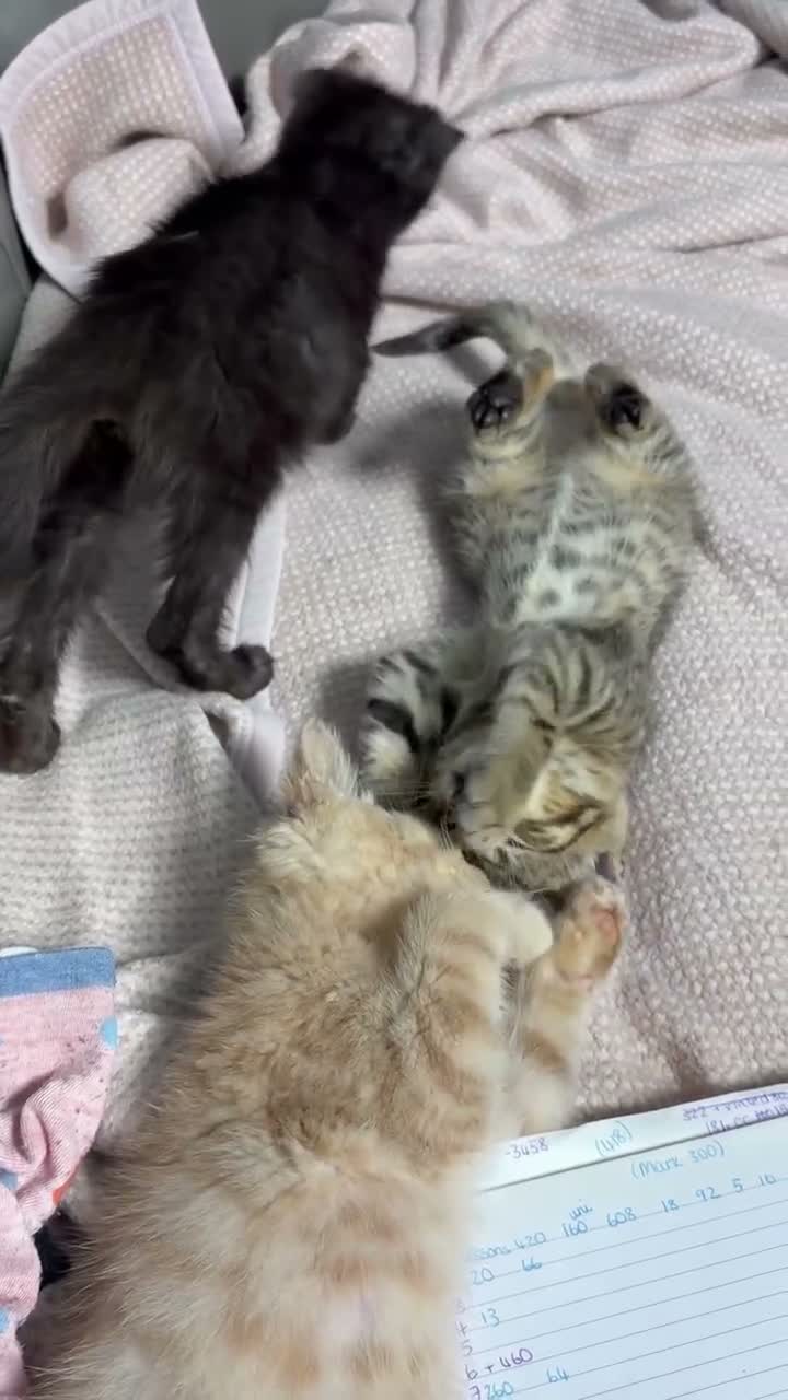 Maine Coon cats for sale: Gorgeous XL Russian Maine Coon X GCCF BSH kittens - Video 1