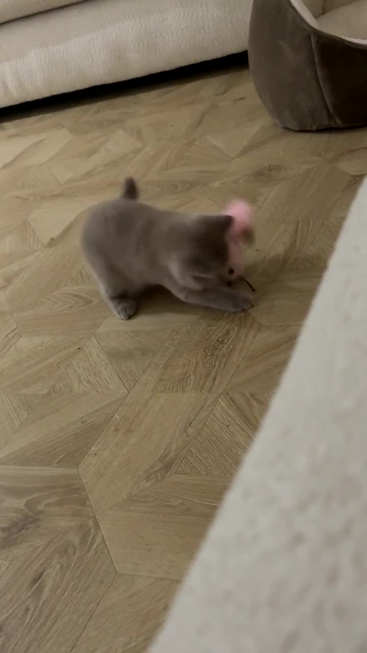 British Shorthair cats for sale: British short hair kitten  - Video 2