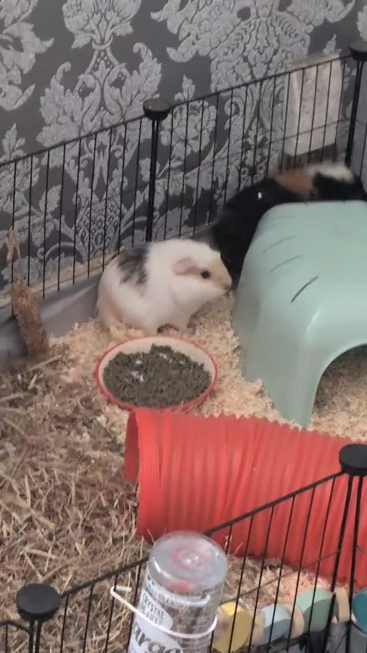 Guinea Pig rodents for sale: 4 female guinea pigs  - Video 1