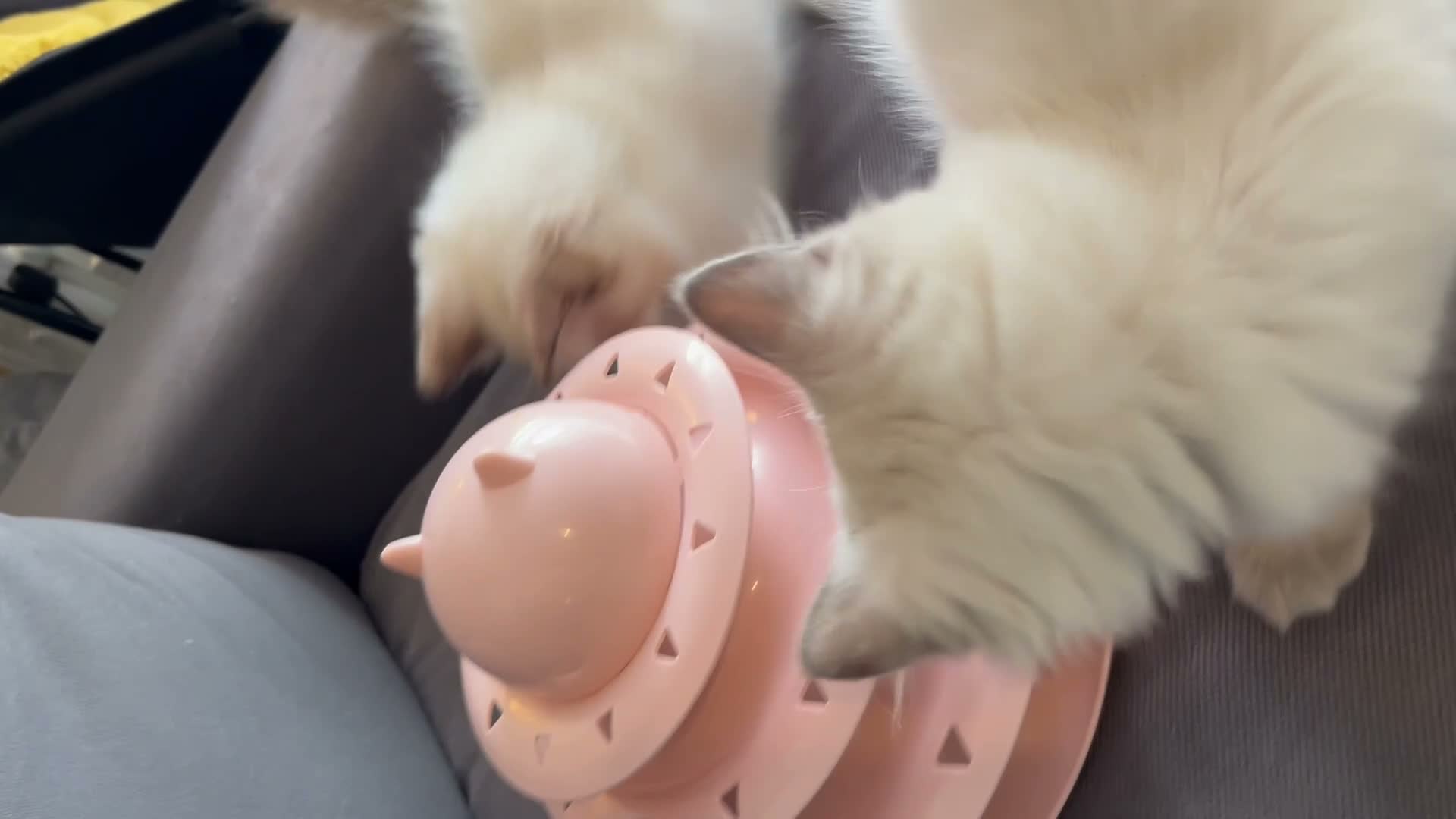 Ragdoll cats for sale: Pure ragdoll kittens for sale London - Video 4