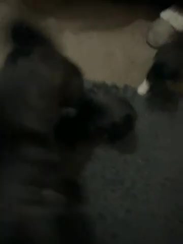 Mixed Breed dogs for sale: Pug cross shihtzu puppies for sale  - Video 1