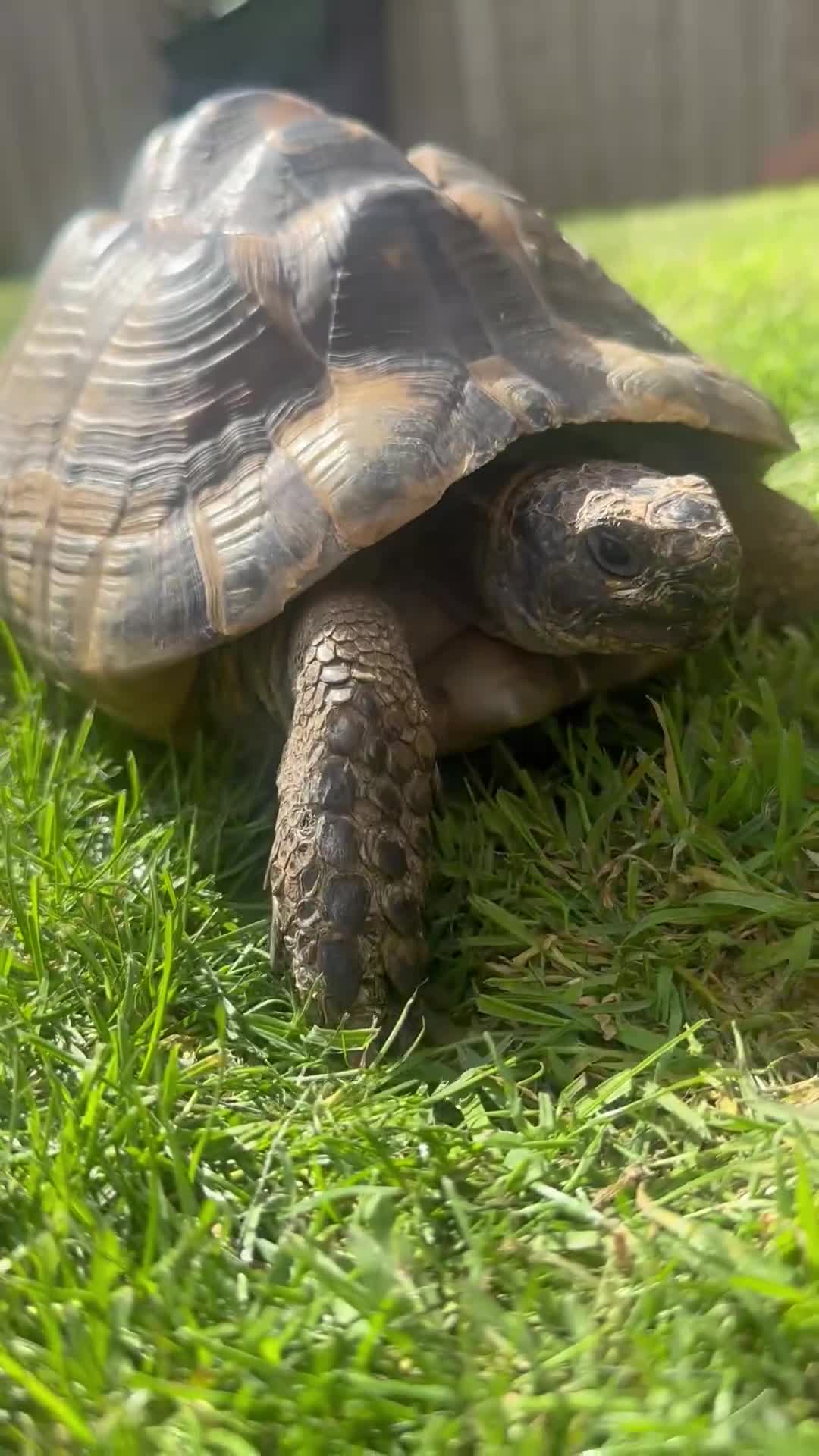 Tortoise reptiles for sale: Fertile female 20 years old Spur thigh  - Video 1
