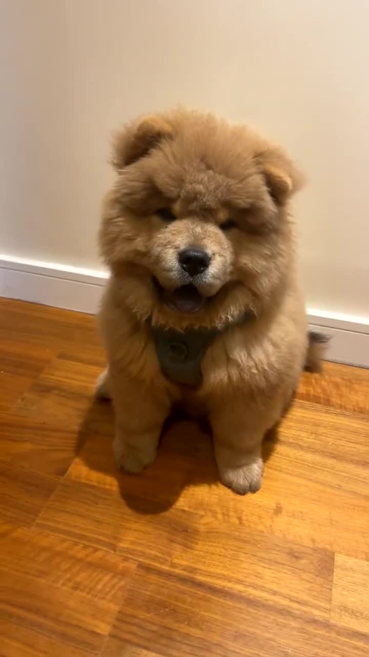 Chow Chow dogs for sale: Mansory chow chow 4 months old - Video 1