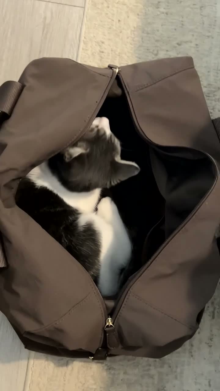 Mixed Breed cats for sale: Grey and white tabby kitten  in Walsall - Video 1