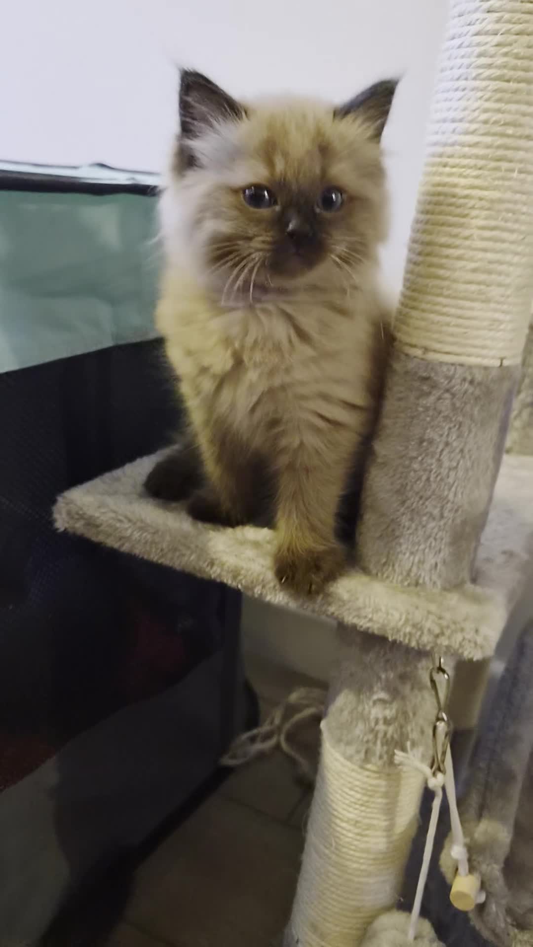 Ragdoll cats for sale: Stunning Ragdoll Kittens seal and mink seal point  - Video 3