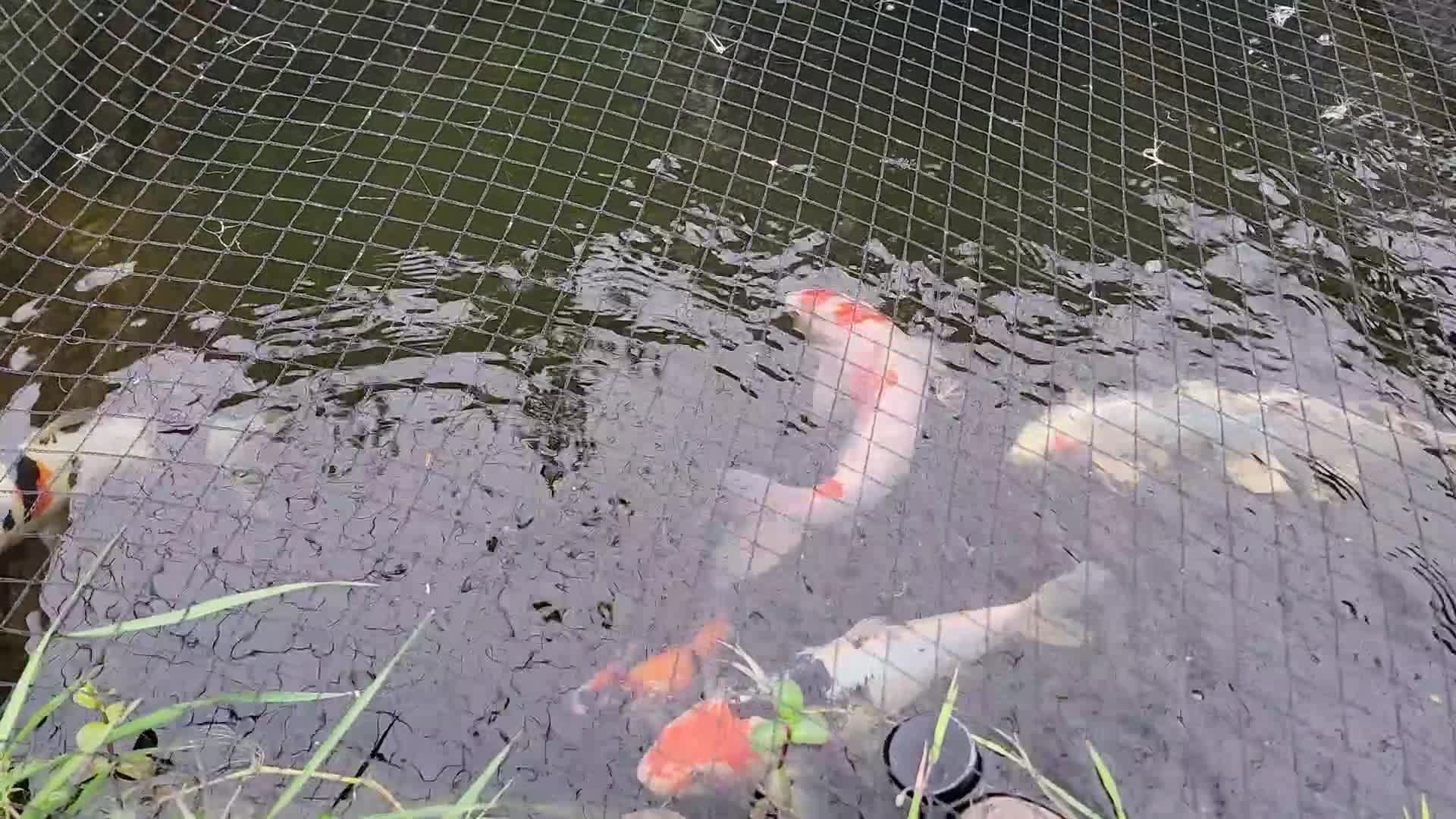 Koi Carp fish for sale: Japanese koi for sale - Video 1
