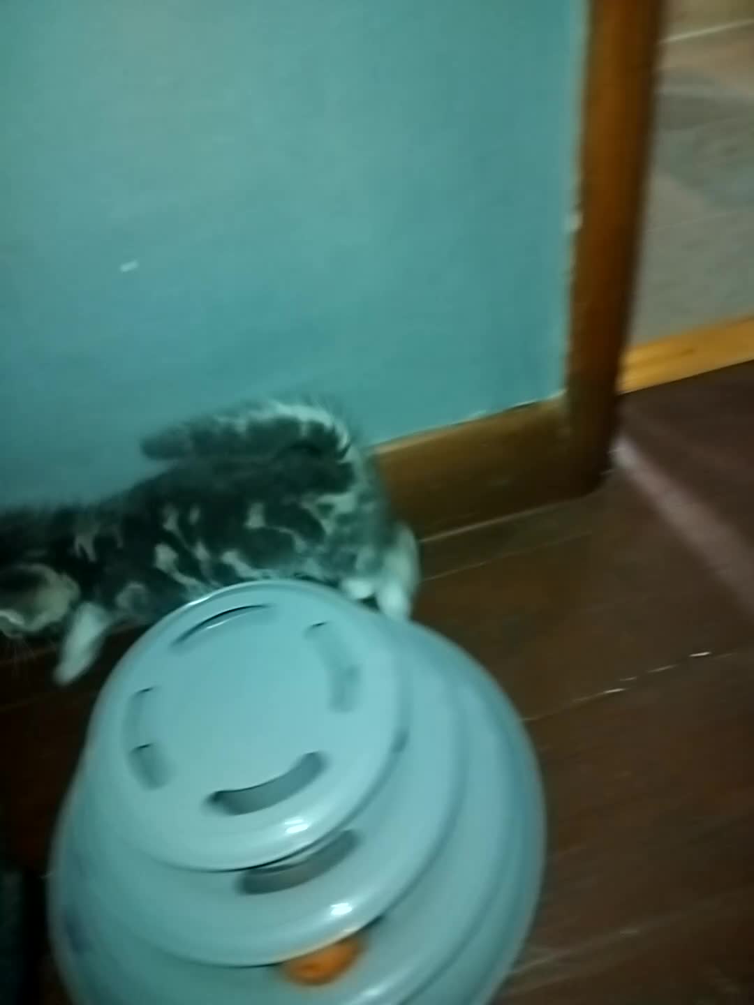 Mixed Breed cats for sale: Kittens for sale  - Video 1
