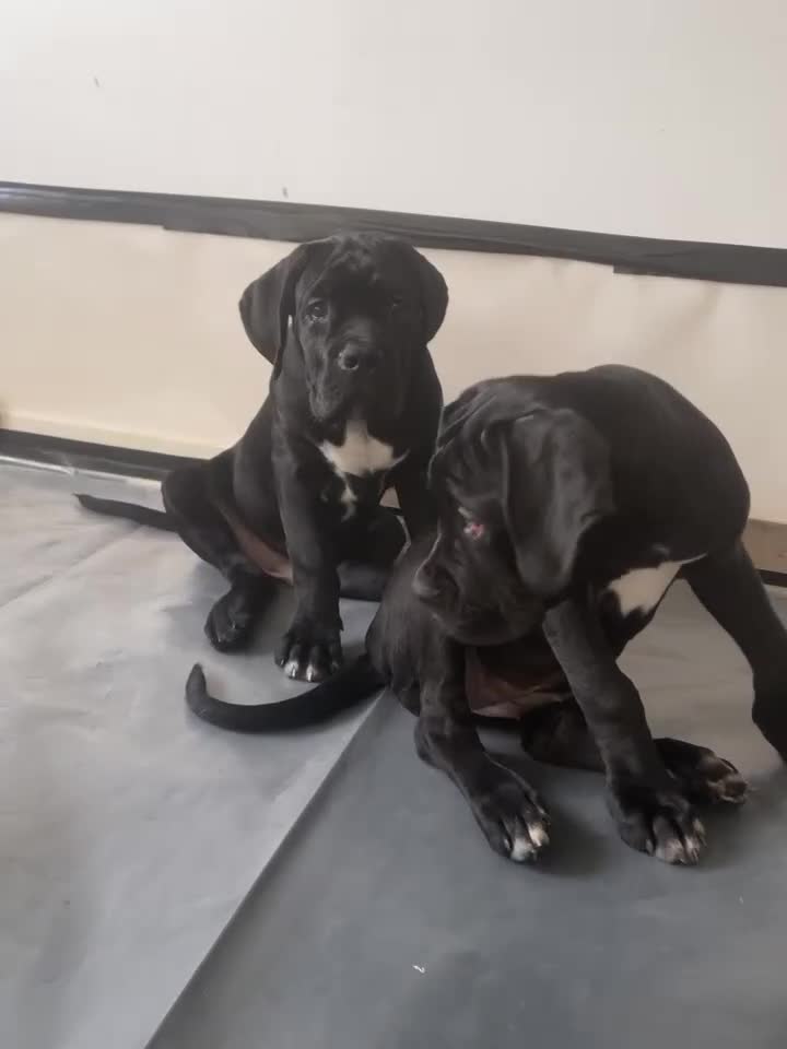 Cane Corso dogs for sale: Cane corso Russian champ bloodline puppies  - Video 5